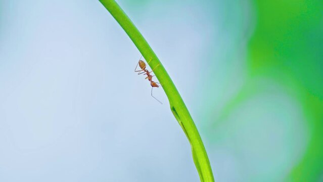 Red ant climbs on a branch and leaves with blur nature background. Handheld Videos