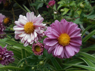 Obraz premium Pink chrysanthemum flower in the garden