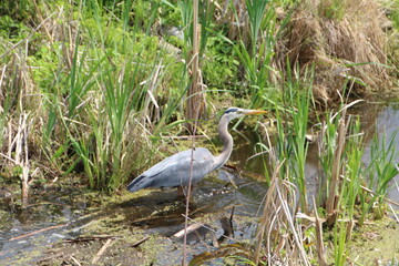 great blue heron