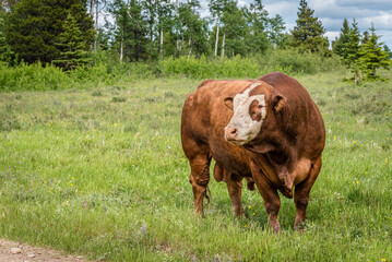 A Hereford bull standing in a pasture in Cypress Hills Interprovincial Park, Saskatchewan