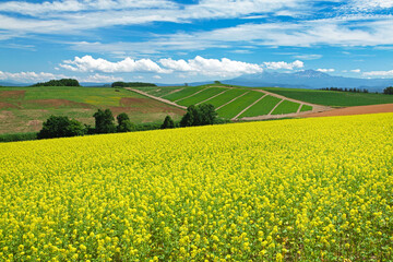 芥子菜の花咲く丘（美瑛町）