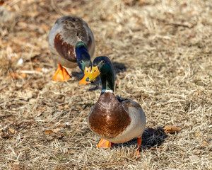 a pair of ducks on grass in late winter