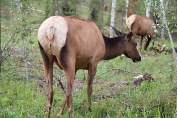 Elk In The Forest, Jasper National Park, Alberta