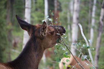 Fototapeta na wymiar Elk Eating