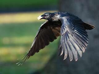 An American Crow in Flight with Peanut in Mouth
