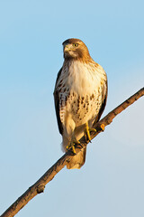 Red-tailed Hawk Sitting on a Tree Branch