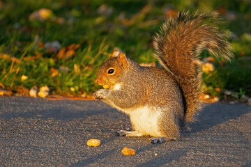 An Eastern Grey Squirrel Eating a Peanut