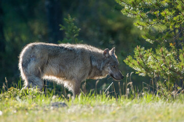 Old Grey Wolf strolling through Jasper