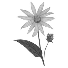 Black and White Topinambur with Leaves Isolated on White Background. Jerusalem Artichoke Flower Element Drawn by Pencil.