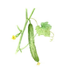 花と葉がついたキュウリの水彩イラスト　アナログ手描き