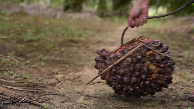 Harvesting palm oil fruit