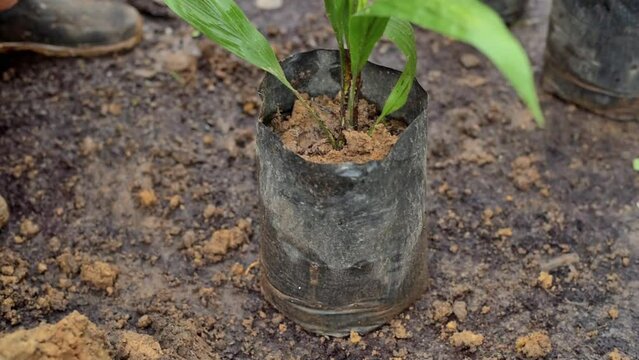 Palm oil farmer hands grab tree seedlings in a nursery