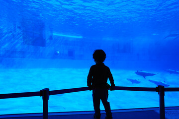 名古屋港水族館　水中観覧で眺める子供