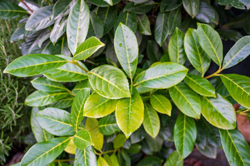 Green-yellow leaves of Prunus laurocerasus plant