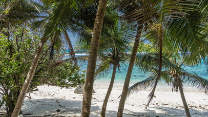 Through the sloping trunks and spreading leaves of palm trees, you can see the turquoise ocean and the blue sky. Shadows on the white sand of the beach. Seychelles. Moyenne Island. 