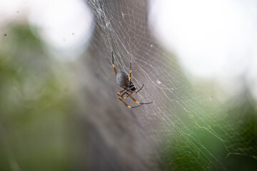 A close up view of a spider on the web