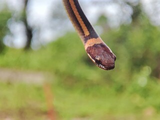 Obraz premium snake with the Latin name Coniophanes hanging.