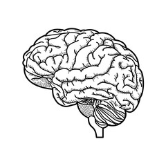 human brain medical vector illustration icon isolated on white background