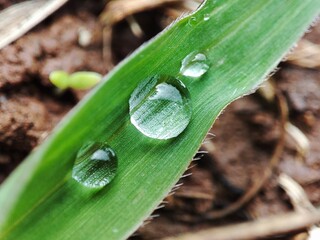 dew on leaf