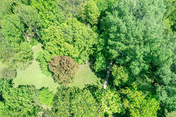 city public park at spring sunny day. green trees, lawn and footpath. drone aerial photo.