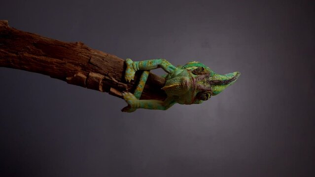 Veiled Chameleon (Chamaeleo calyptratus) sits on branch and look in different directions close-up on a grey background. 4k raw Studio vertical footage of exotic pet, animals