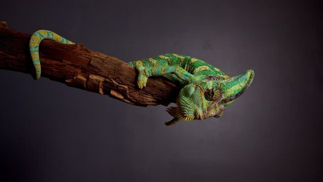 Veiled Chameleon, Chamaeleo calyptratus, sits on branch and look in different directions close-up on a grey background. 4k raw Studio footage of exotic pet, animals