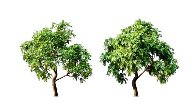 Growing trees isolated with alpha.3D animation growth grow from small to large, Dyamona trees animate in the wind include alpha channel tree. Tree isolated Separated with alpha channel.