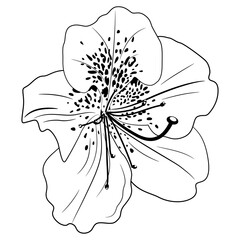 Single flower of azalea or rhododendron. Floral blossom. Black and white linear silhouette.