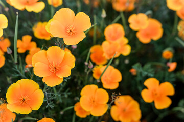 flowers of orange color of the poppy family in the field. many flowers, summer evening
