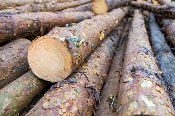 sawn trunks of pine trees in the forest outdoors