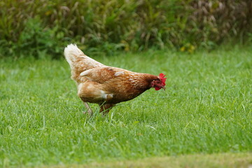 Orpington a Golden Brown feathered British breed of chickens pecking for worms on the roadside in Wisconsin.