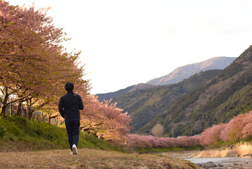 満開の河津桜の桜並木を歩く男性の後ろ姿