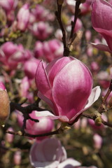 Fototapeta premium Bright pink close-up magnolia flower on blossom tree, spring bouquet background