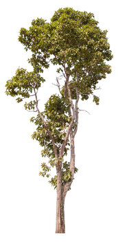PNG tree cut out original background easy to drag and drop