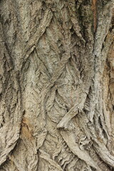The bark of an old tree. USA.