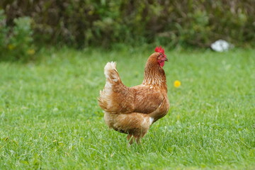 Orpington a Golden Brown feathered British breed of chickens pecking for worms on the roadside in Wisconsin.