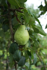 Pear tree with ripe organic pears in a summer garden, fruits growing on a branch