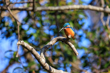 枝の上から池の小魚を狙うカワセミ