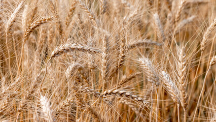 Barley field texture and background, Harvest of wheat Texture of wheat, Gold wheat field, Barley field plantation.