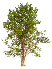 PNG tree cut out original background easy to drag and drop