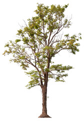 Fototapeta premium PNG tree cut out original background easy to drag and drop