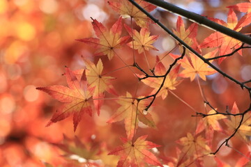 日差しを浴びている紅葉したカエデのクローズアップ