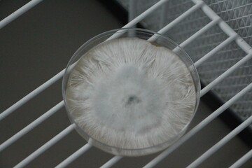 Psilocybin cubensis agar plate