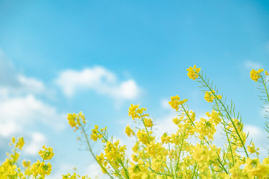春イメージ　青空と菜の花
