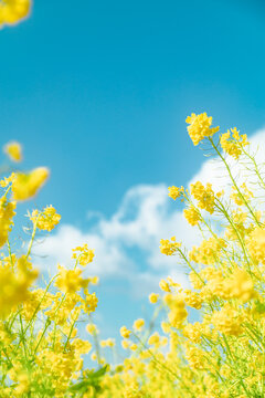 Fototapeta 春イメージ　青空と菜の花