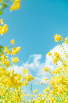 Fototapeta 春イメージ　青空と菜の花