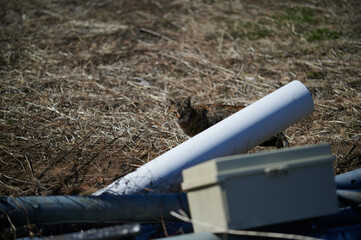 草原を歩いてい猫