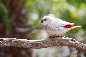 White bird perched on a branch
