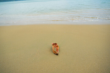dried Terminalia catappa L leaves get trapped in the sand as they are carried by the waves to the shore.
