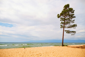Summer seascape. A lonely pine tree on a sandy beach. 